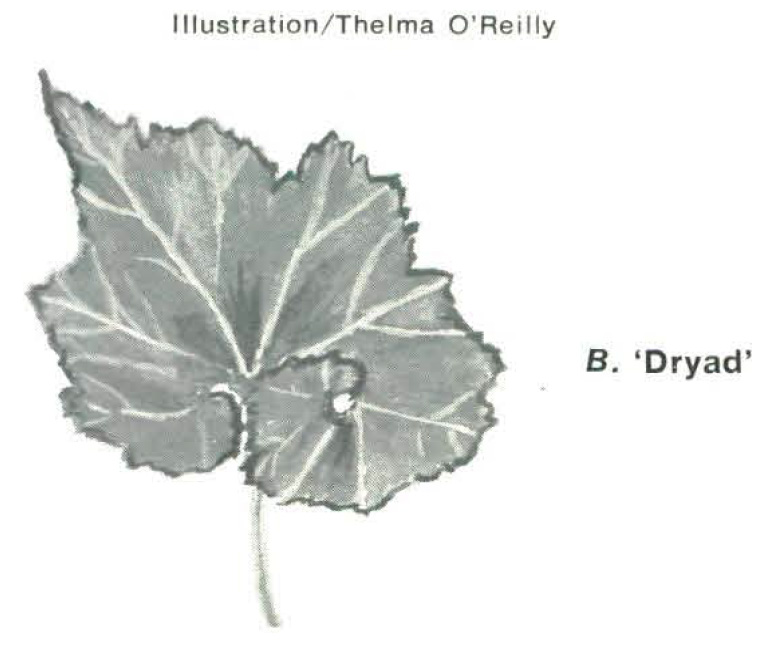 B. ‘Dryad’